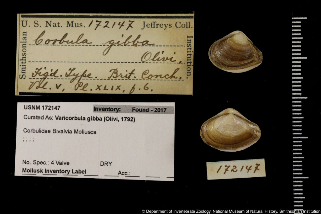 Corbula gibba (Olivi, 1792)