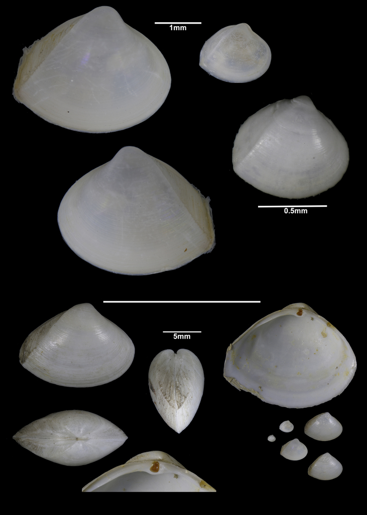 Mulinia lateralis (Say, 1822)