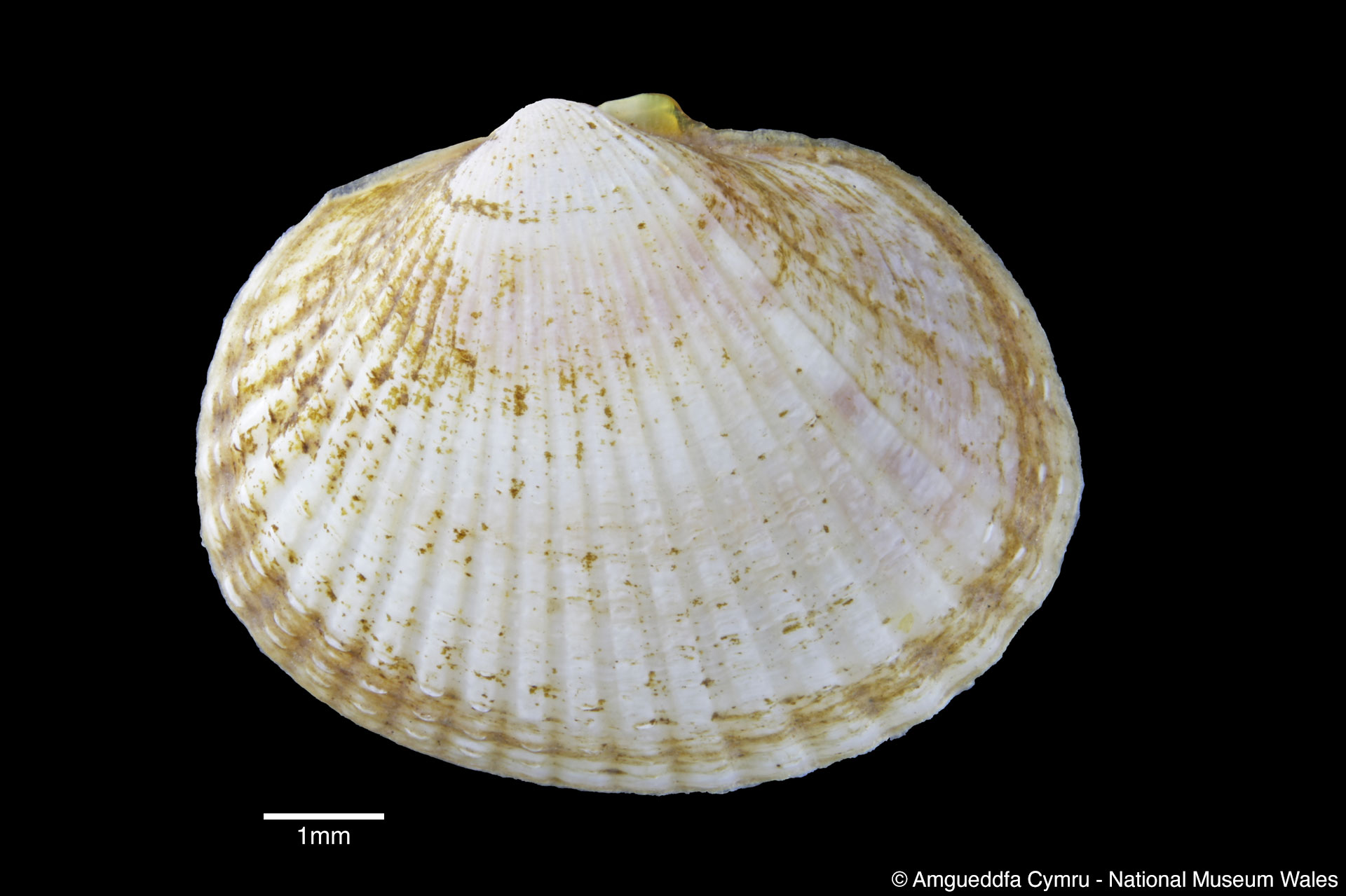 Cerastoderma edule (Linnaeus, 1758)