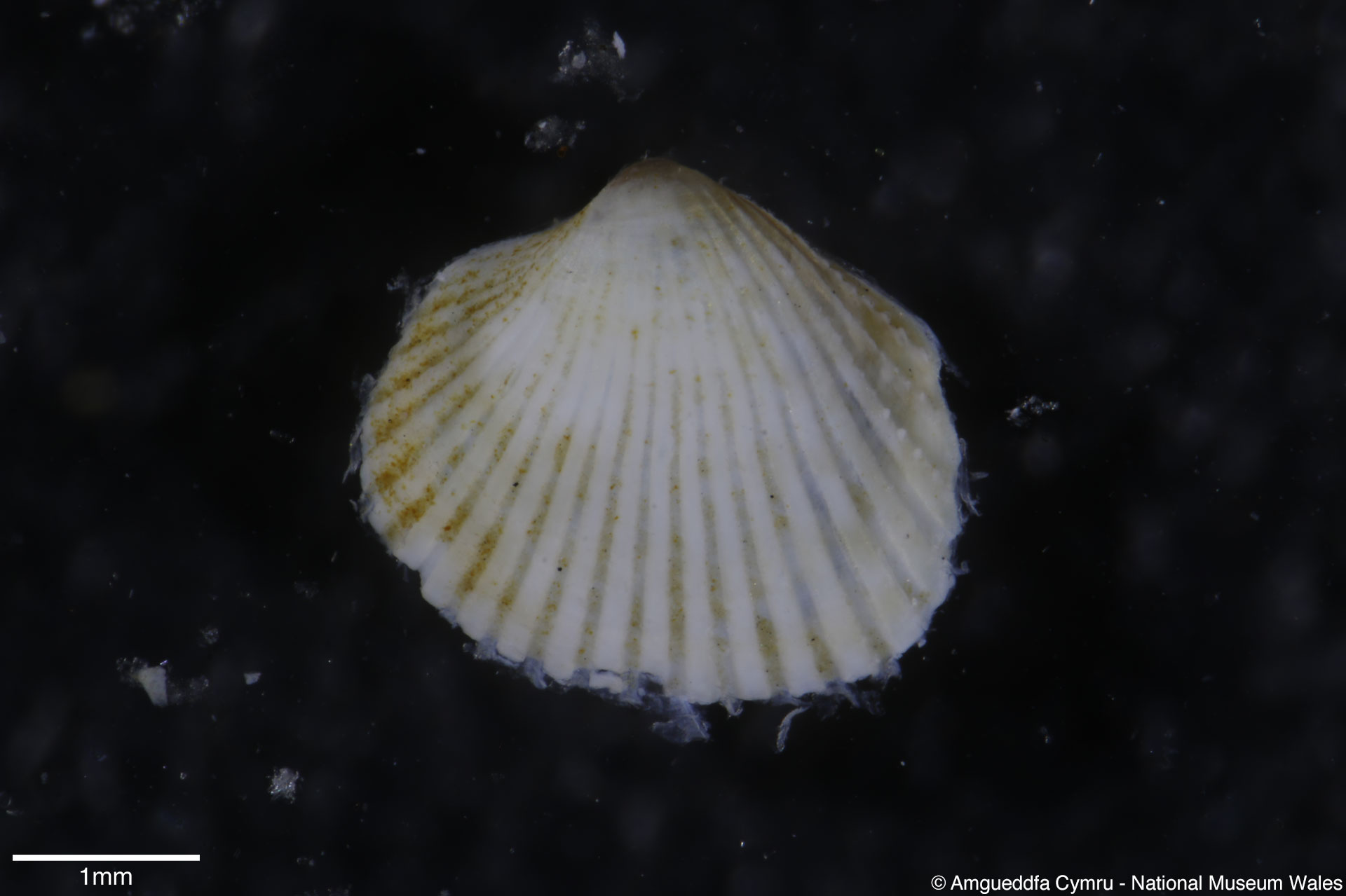 Cerastoderma edule (Linnaeus, 1758)