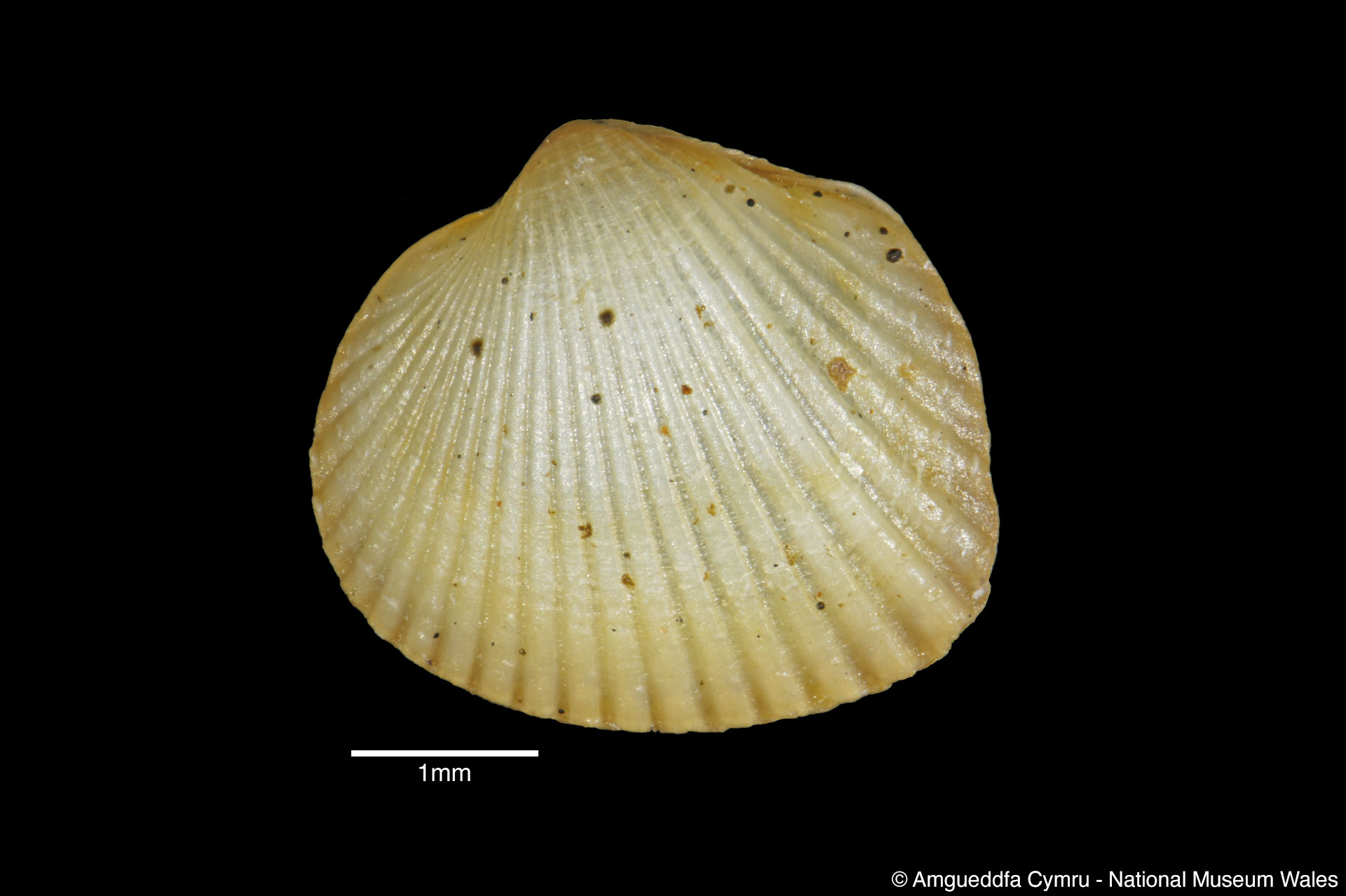 Cerastoderma edule (Linnaeus, 1758)