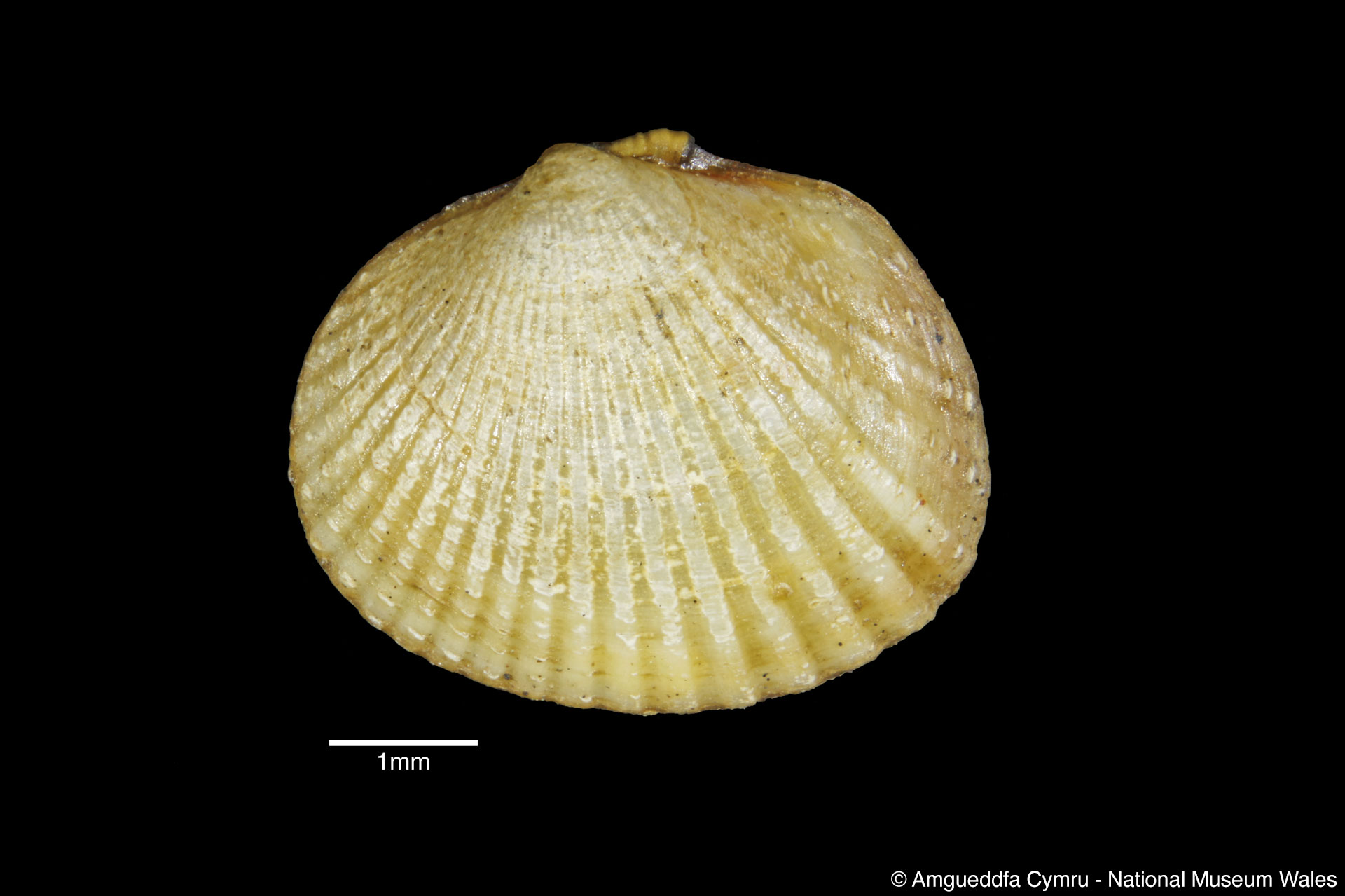 Cerastoderma edule (Linnaeus, 1758)