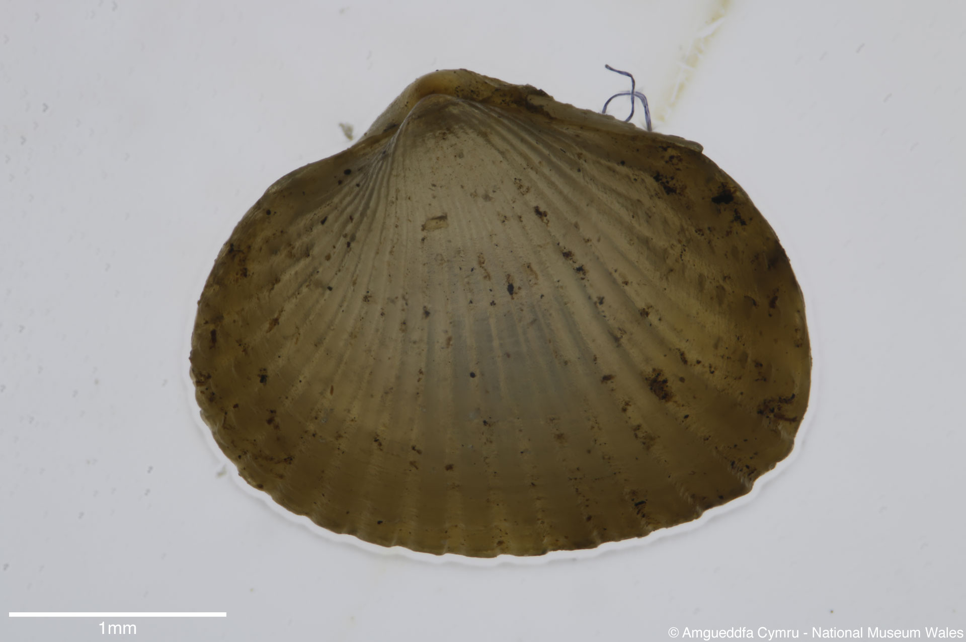 Cerastoderma edule (Linnaeus, 1758)