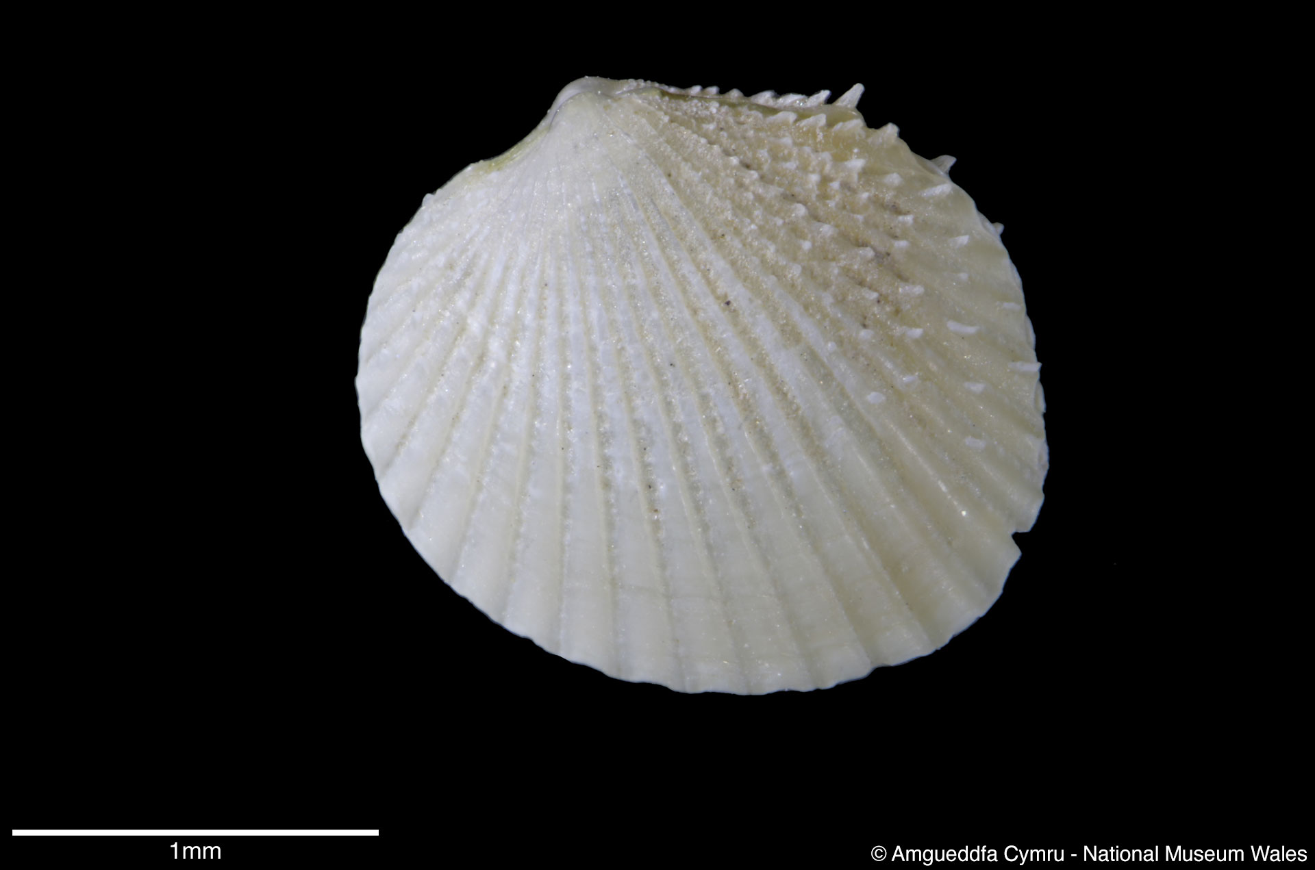 Parvicardium pinnulatum (Conrad, 1831)