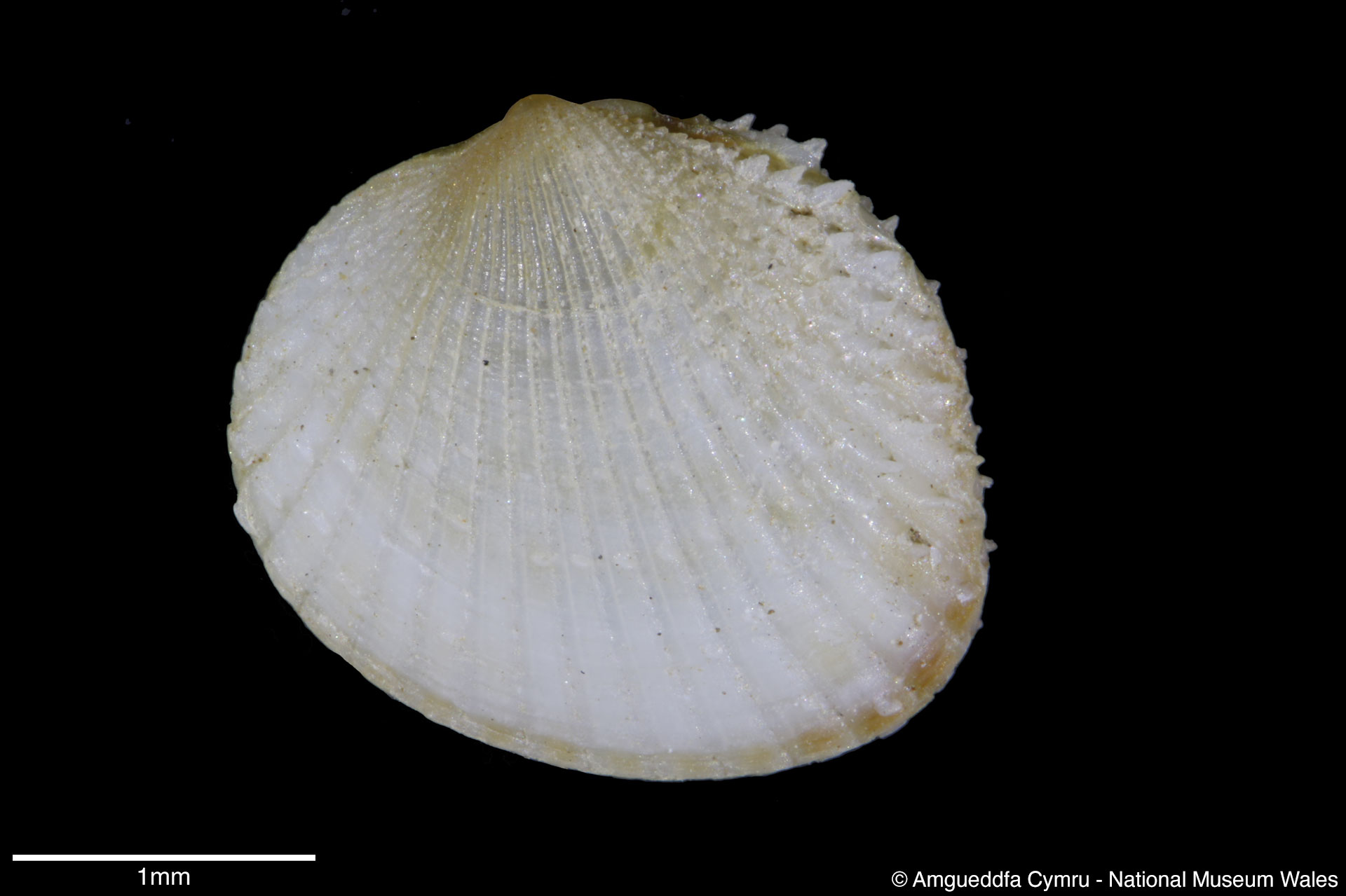 Parvicardium pinnulatum (Conrad, 1831)