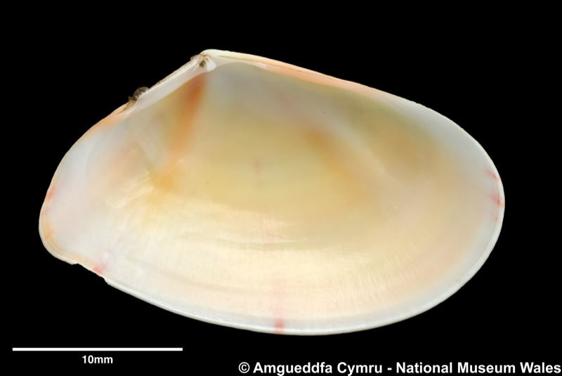 Tellina (Moerella) donacina Linnaeus, 1758