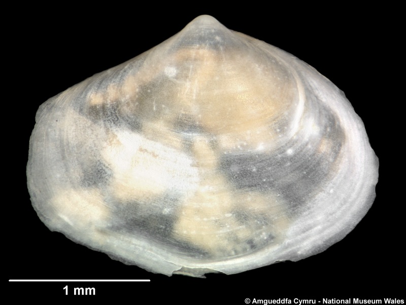 Cochlodesma tenerum Fischer 1882