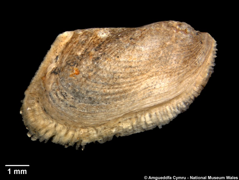 Asperarca nodulosa (Müller, 1776)