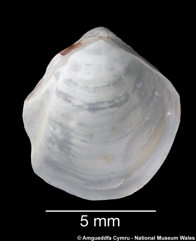 Thyasira biplicata (Philippi, 1836)