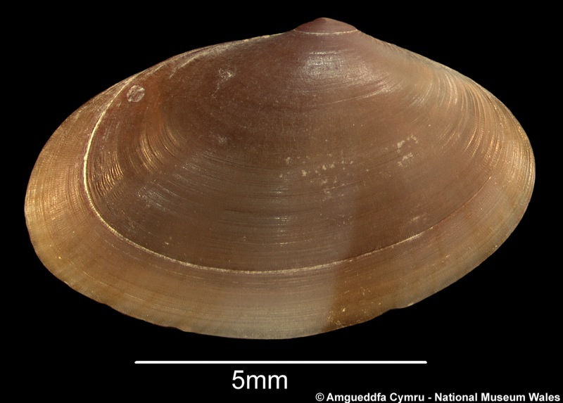 Ervilia castanea (Montagu, 1803)