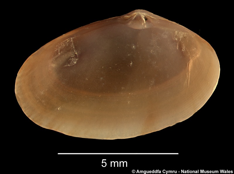 Ervilia castanea (Montagu, 1803)
