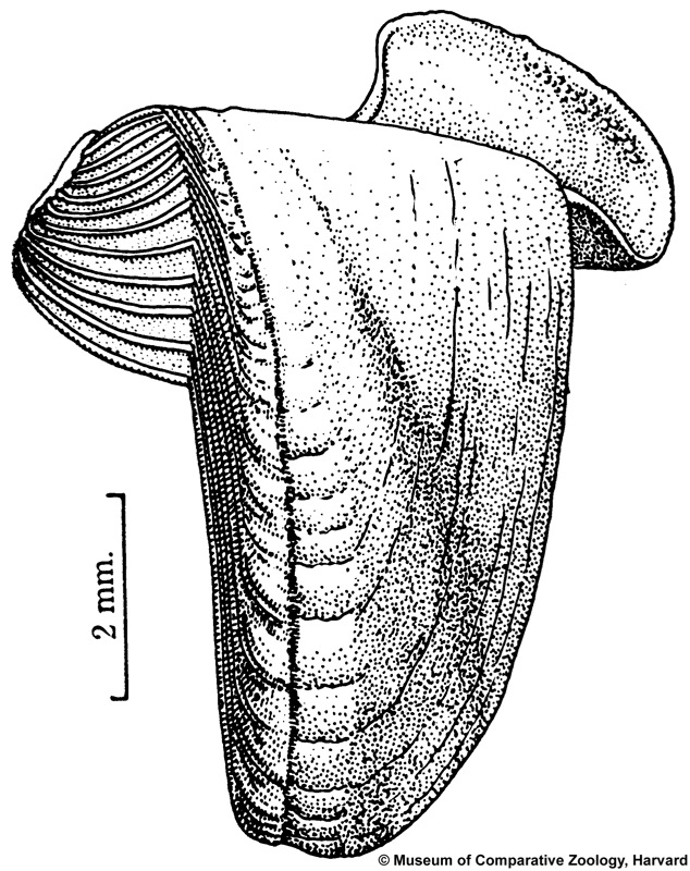 Teredora malleolus (Turton, 1822)