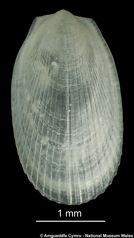 Limatula subauriculata (Montagu, 1808)