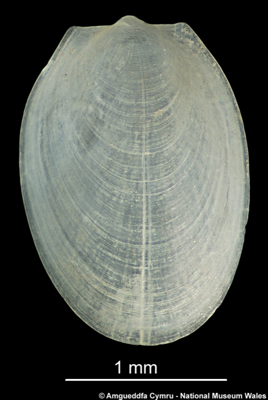 Limatula gwyni (Sykes, 1903)