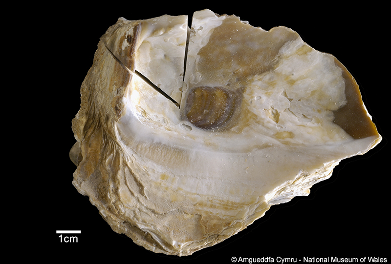 Neopycnodonte zibrowii Gofas, Salas & Taviani, 2009