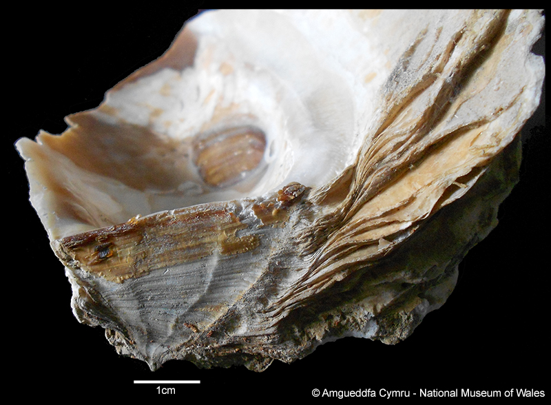 Neopycnodonte zibrowii Gofas, Salas & Taviani, 2009