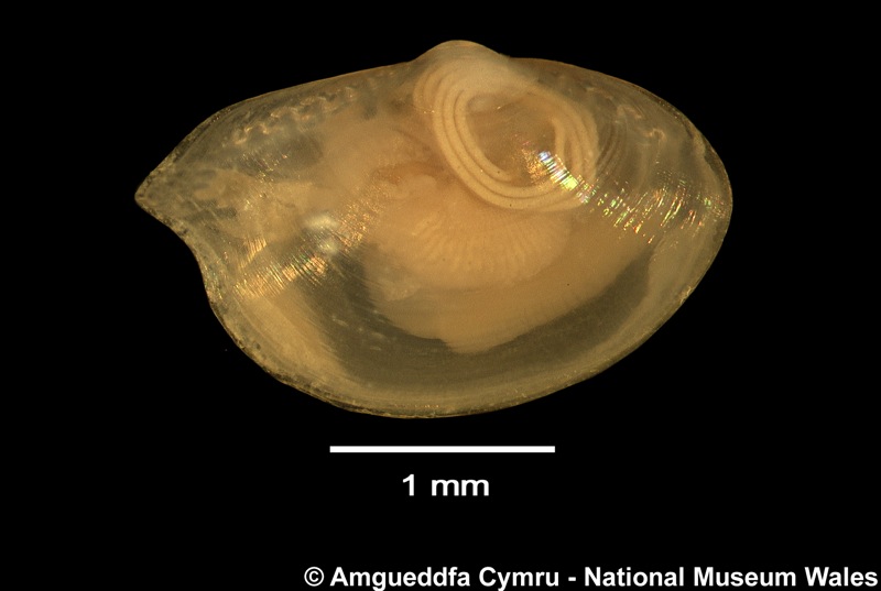 Bathyspinula filatovae (Knudsen, 1967)