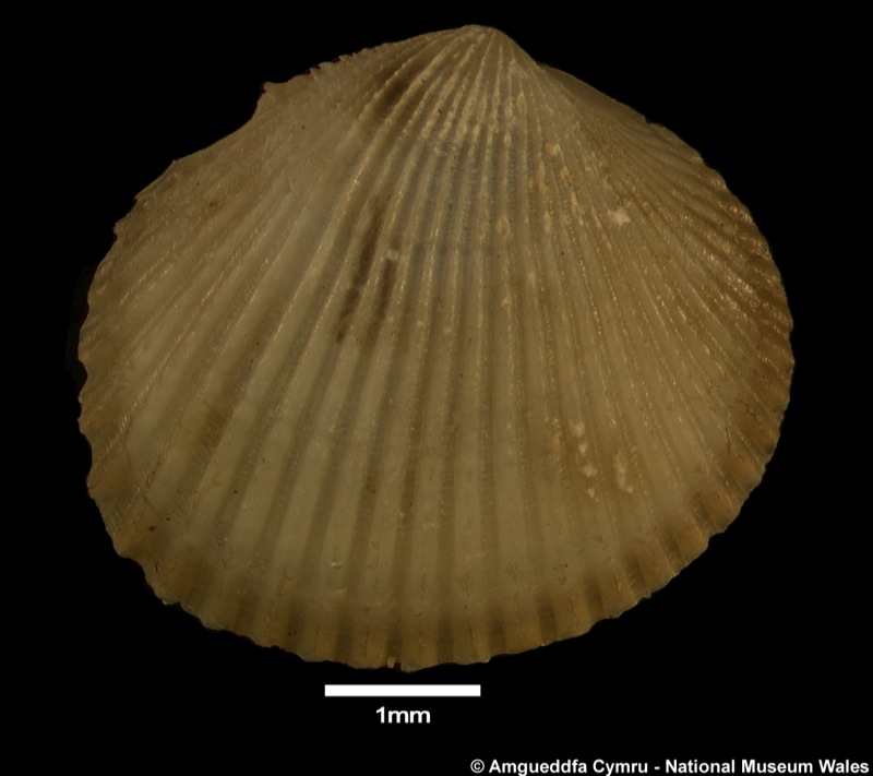 Ciliatocardium ciliatum (O Fabricius, 1780)