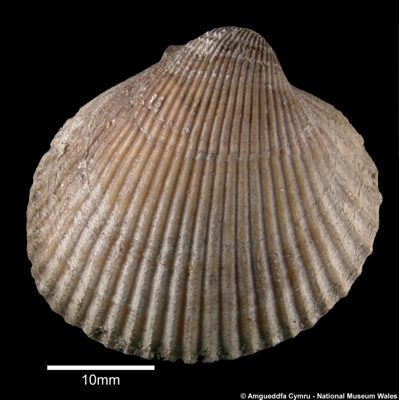 Ciliatocardium ciliatum (O Fabricius, 1780)