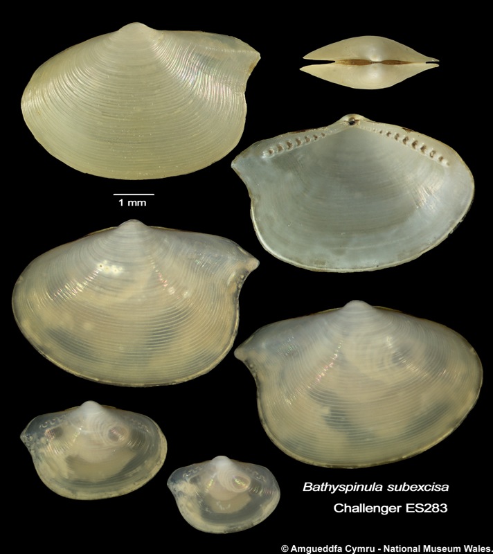 Bathyspinula subexcisa (Dautzenberg & Fischer, 1897)