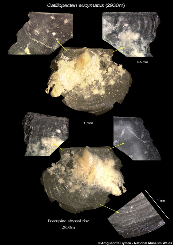 Catillopecten eucymatus (Dall 1898)