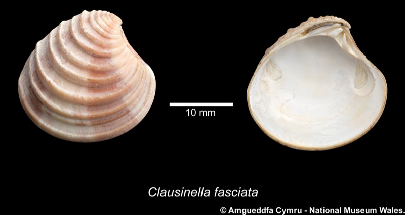 Clausinella fasciata (da Costa, 1778)