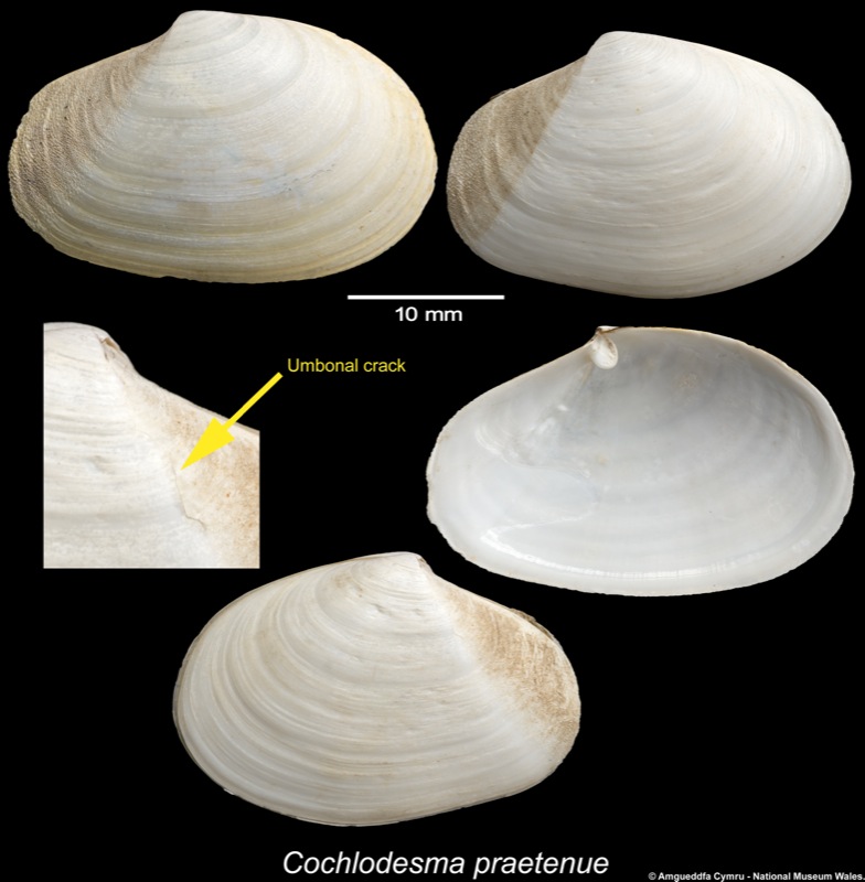 Cochlodesma praetenue (Pulteney, 1799)