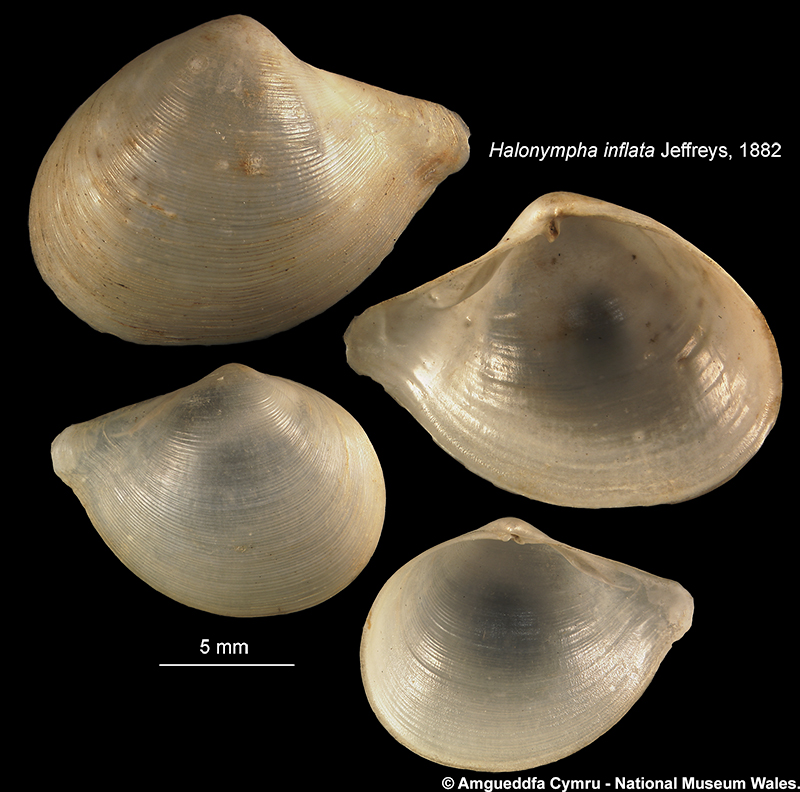 Halonympha inflata (Jeffreys, 1882)
