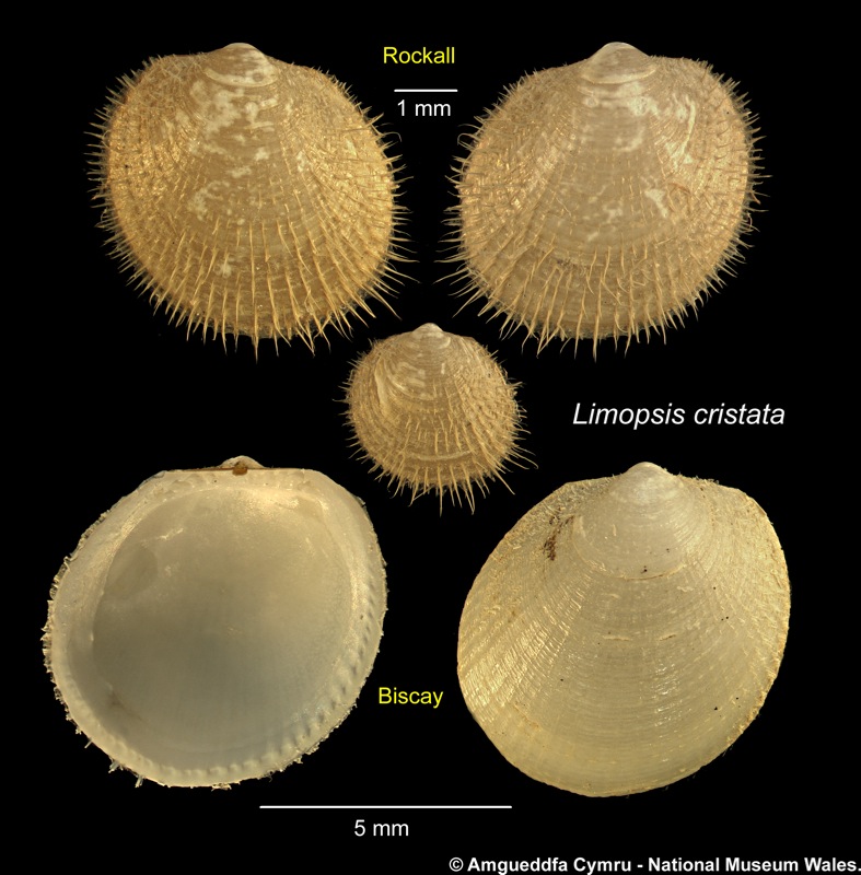 Limopsis cristata Jeffreys, 1876