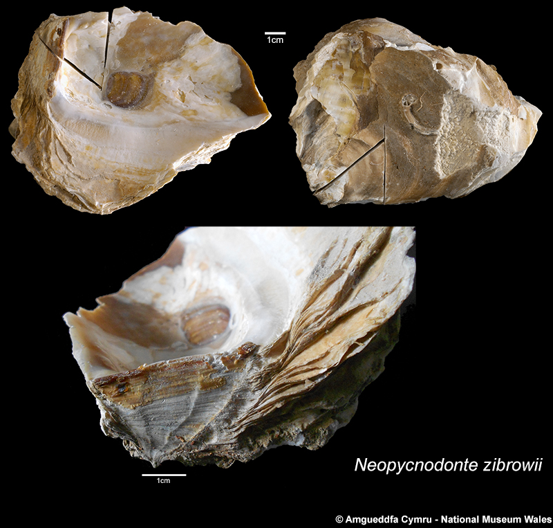 Neopycnodonte zibrowii Gofas, Salas & Taviani, 2009