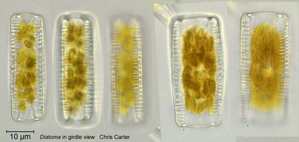 Diatoma  Diatom Flora of Britian and Ireland